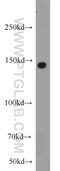 SH3 and PX domain-containing protein 2A antibody, 18976-1-AP, Proteintech Group, Western Blot image 