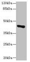 Glycosyltransferase 8 Domain Containing 1 antibody, CSB-PA715010LA01HU, Cusabio, Western Blot image 
