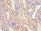 ADH4 antibody, LS-C375154, Lifespan Biosciences, Immunohistochemistry frozen image 