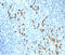 Immunoglobulin Kappa Constant antibody, AM50289PU-T, Origene, Immunohistochemistry frozen image 