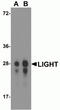 CD258 antibody, TA355113, Origene, Western Blot image 