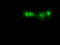SRY-Box 17 antibody, TA500096, Origene, Immunofluorescence image 