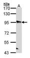PPFIA Binding Protein 2 antibody, orb69918, Biorbyt, Western Blot image 