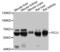 Phosphoenolpyruvate carboxylase antibody, orb136050, Biorbyt, Western Blot image 