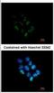 WD Repeat Domain 12 antibody, NBP2-20888, Novus Biologicals, Immunocytochemistry image 