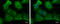 Ubiquitin carboxyl-terminal hydrolase 8 antibody, GTX103747, GeneTex, Immunofluorescence image 