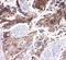 Monocarboxylate transporter 5 antibody, PA2189, Boster Biological Technology, Immunohistochemistry frozen image 