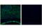 Cas9 antibody, 19526S, Cell Signaling Technology, Flow Cytometry image 