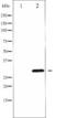 Cyclin D3 antibody, TA325313, Origene, Western Blot image 