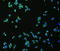 FLT4 antibody, TA321983, Origene, Immunofluorescence image 