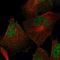 Ssemaphorin 4F antibody, HPA065969, Atlas Antibodies, Immunocytochemistry image 