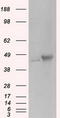 PKR2 antibody, LS-C115166, Lifespan Biosciences, Western Blot image 