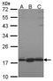 Dicarbonyl And L-Xylulose Reductase antibody, orb73810, Biorbyt, Western Blot image 