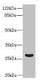 Family With Sequence Similarity 122B antibody, CSB-PA768758LA01HU, Cusabio, Western Blot image 