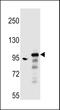 Rho GTPase Activating Protein 27 antibody, LS-C169063, Lifespan Biosciences, Western Blot image 