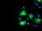 Schlafen Like 1 antibody, LS-C115737, Lifespan Biosciences, Immunofluorescence image 