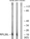 Ribosomal Protein L26 Like 1 antibody, LS-B9711, Lifespan Biosciences, Western Blot image 