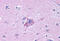 Neuropeptide Y Receptor Y5 antibody, MBS244001, MyBioSource, Immunohistochemistry frozen image 