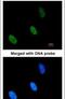 Zinc Fingers And Homeoboxes 2 antibody, PA5-22217, Invitrogen Antibodies, Immunofluorescence image 