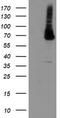 Phosphoacetylglucosamine mutase antibody, TA504940AM, Origene, Western Blot image 