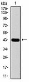 C-C Motif Chemokine Ligand 2 antibody, orb181787, Biorbyt, Western Blot image 