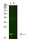 V-Set And Immunoglobulin Domain Containing 2 antibody, STJ98843, St John