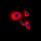 Cell Division Cycle 25B antibody, LS-C353933, Lifespan Biosciences, Immunofluorescence image 