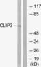 CAP-Gly Domain Containing Linker Protein 3 antibody, LS-C119802, Lifespan Biosciences, Western Blot image 