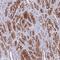 Translocase Of Outer Mitochondrial Membrane 40 Like antibody, PA5-62375, Invitrogen Antibodies, Immunohistochemistry frozen image 