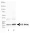 Histone Cluster 2 H3 Family Member D antibody, NB21-1024, Novus Biologicals, Western Blot image 