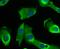 NPC Intracellular Cholesterol Transporter 1 antibody, A00428-1, Boster Biological Technology, Immunocytochemistry image 