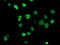 Homeobox C11 antibody, TA502574, Origene, Immunofluorescence image 