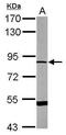 Dystrophin Related Protein 2 antibody, PA5-29520, Invitrogen Antibodies, Western Blot image 