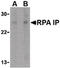 RPA Interacting Protein antibody, LS-B544, Lifespan Biosciences, Western Blot image 