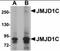 Jumonji Domain Containing 1C antibody, orb94322, Biorbyt, Western Blot image 