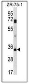 B7-DC antibody, AP53228PU-N, Origene, Western Blot image 