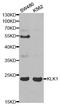 Kallikrein 1 antibody, A1807, ABclonal Technology, Western Blot image 