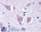 Regulator Of G Protein Signaling 2 antibody, LS-B122, Lifespan Biosciences, Immunohistochemistry frozen image 