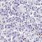 Tumor Protein P53 Inducible Protein 11 antibody, HPA061276, Atlas Antibodies, Immunohistochemistry frozen image 