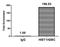 Histone H2B type 1-C/E/F/G/I antibody, orb517022, Biorbyt, Chromatin Immunoprecipitation image 