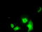 DNA-binding protein inhibitor ID-3 antibody, TA500716, Origene, Immunofluorescence image 