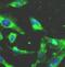 Mitogen-Activated Protein Kinase Kinase 3 antibody, FNab05114, FineTest, Immunofluorescence image 