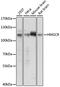 3-hydroxy-3-methylglutaryl-coenzyme A reductase antibody, 16-782, ProSci, Western Blot image 