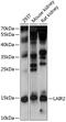 Leukocyte Associated Immunoglobulin Like Receptor 2 antibody, 15-510, ProSci, Western Blot image 