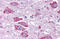 Neuropeptide Y Receptor Y4 antibody, MBS243536, MyBioSource, Immunohistochemistry frozen image 