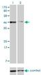 PBX2 antibody, H00005089-M01, Novus Biologicals, Western Blot image 