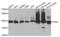 Phosphofructokinase, Muscle antibody, abx004197, Abbexa, Western Blot image 