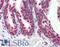 Programmed Cell Death 4 antibody, LS-B9458, Lifespan Biosciences, Immunohistochemistry frozen image 