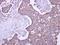 Malectin antibody, LS-C185455, Lifespan Biosciences, Immunohistochemistry frozen image 