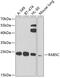 RAB5C, Member RAS Oncogene Family antibody, GTX32828, GeneTex, Western Blot image 